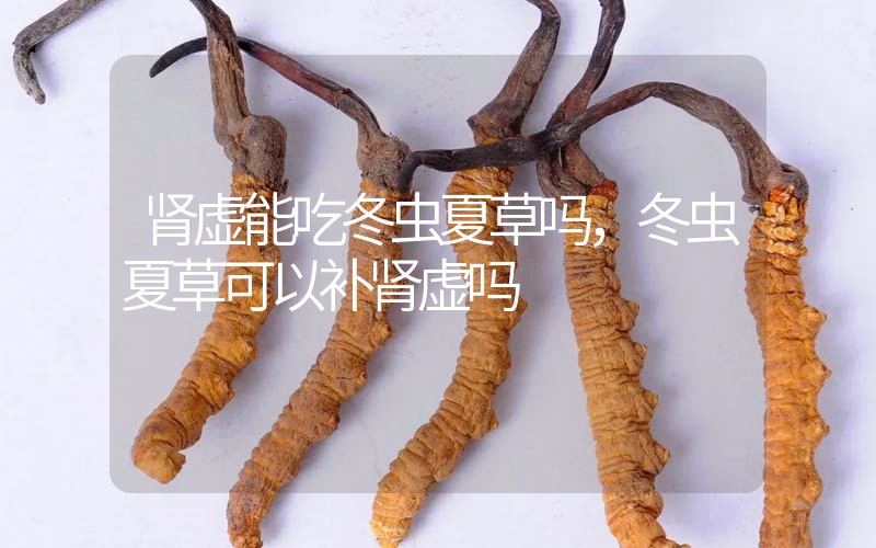 腎虛能吃冬蟲夏草嗎，冬蟲夏草可以補腎虛嗎？