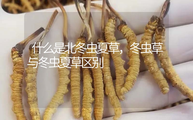 什么是北冬蟲夏草，北冬蟲草與冬蟲夏草區別