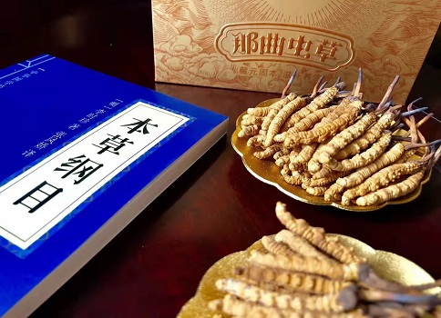 野生冬蟲夏草對身體調節的機制是什么呢