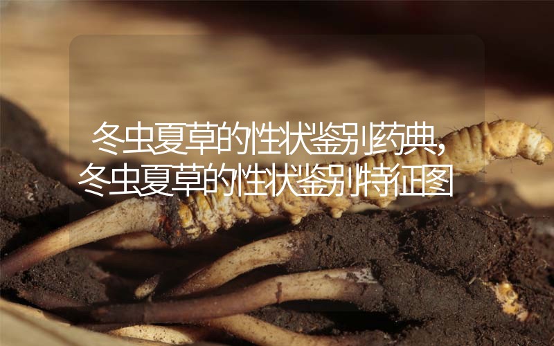 冬蟲夏草的性狀鑒別藥典，冬蟲夏草的性狀鑒別特征圖