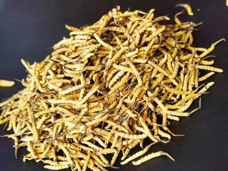 冬蟲夏草哪幾種食用方法比較好呢？推薦幾種參考