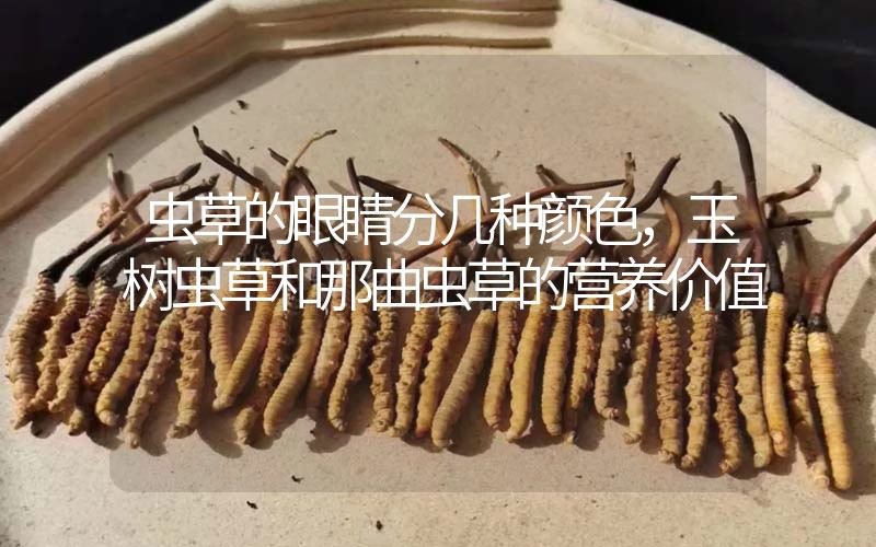 蟲(chóng)草的眼睛分幾種顏色，玉樹(shù)蟲(chóng)草和那曲蟲(chóng)草的營(yíng)養(yǎng)價(jià)值