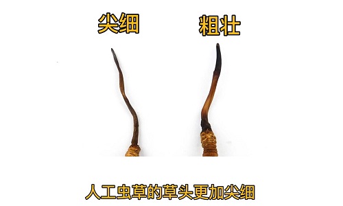 人工蟲(chóng)草和野生蟲(chóng)草如何分辨？人工冬蟲(chóng)夏草怎么鑒別