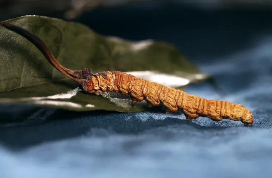 野生冬蟲夏草與人工冬蟲夏有什么區別