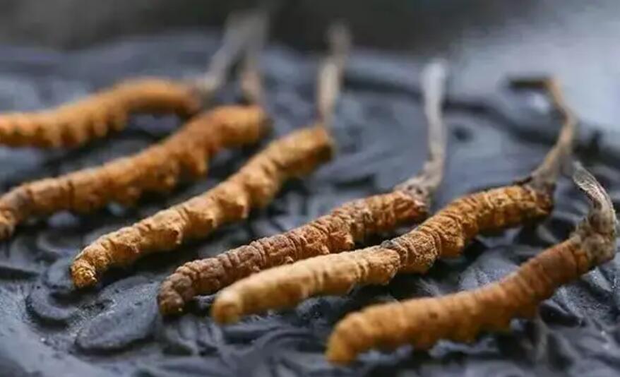 冬蟲夏草價(jià)格貴嗎？冬蟲夏草一般多少錢？