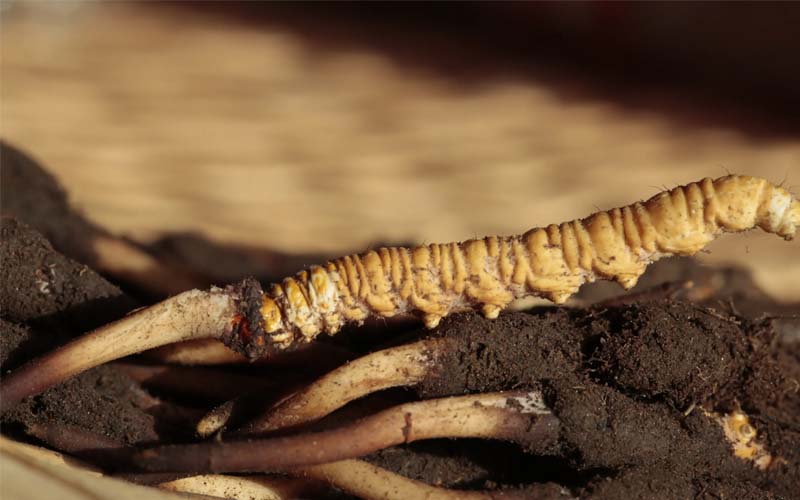 蟲草和冬蟲夏草作用區別？蟲草就是冬蟲夏草嗎？