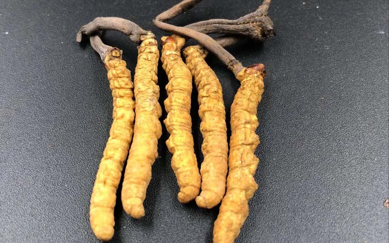 吃冬蟲夏草有沒有副作用？