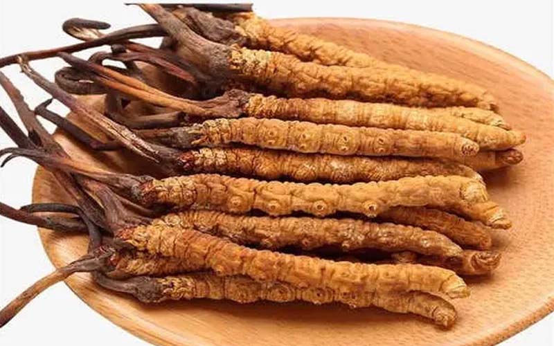 冬蟲夏草批發市場主要在哪里?