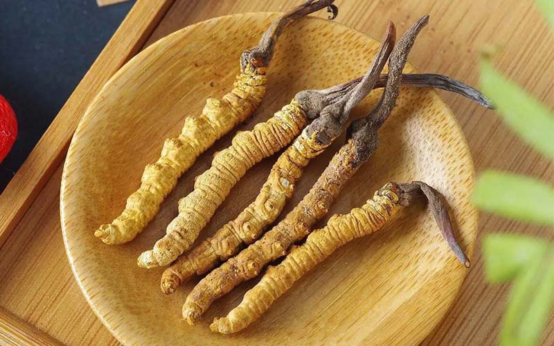 冬蟲夏草作用可以調節身體肝臟功能嗎？