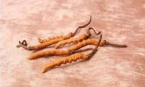 冬蟲夏草花作用冬蟲夏草作用的區別?