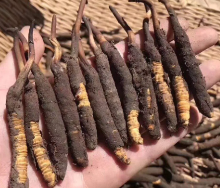 <a href=http://m.dongtai1982.com/xinxian/ target=_blank class=infotextkey>新<a href=http://m.dongtai1982.com/xinxian/ target=_blank class=infotextkey>鮮冬蟲(chóng)夏草</a></a>