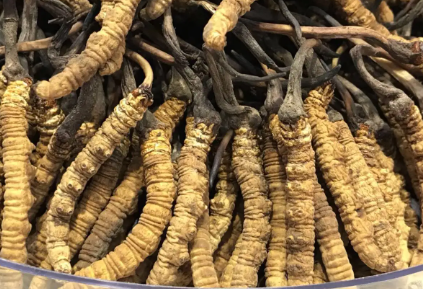 吃冬蟲夏草會出現(xiàn)過敏情況嗎？冬蟲夏草適合什么人吃？