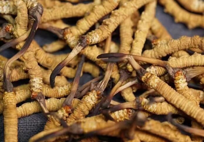 <a href=http://m.dongtai1982.com/sdph/dqt/ target=_blank class=infotextkey>東強堂</a>冬蟲夏草