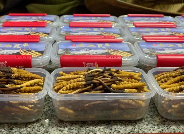 不同形態冬蟲夏草的保存方法