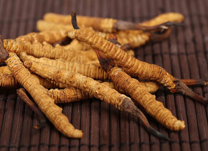 什么樣的冬蟲夏草算是優質的？