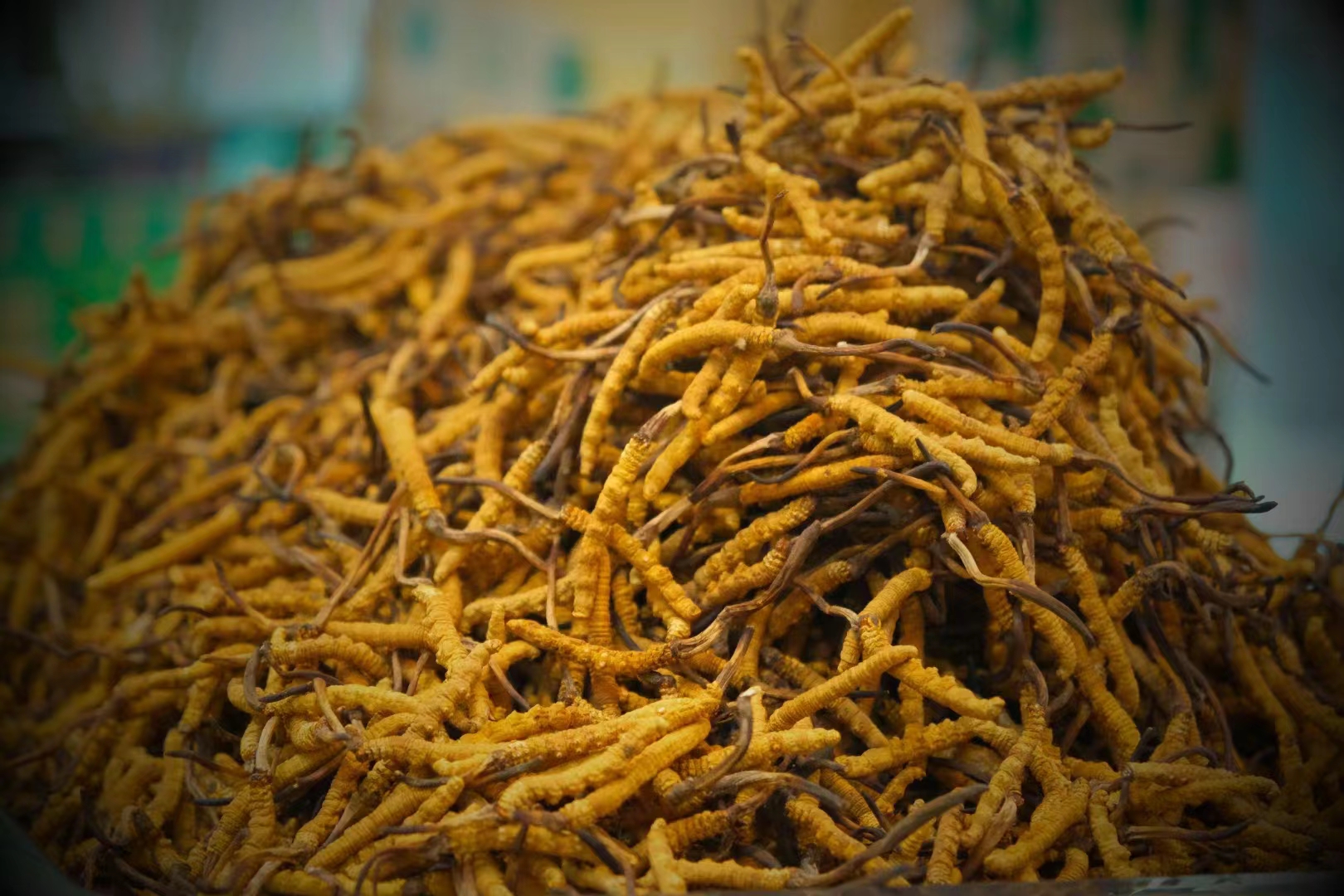 選購冬蟲夏草時的三大誤區