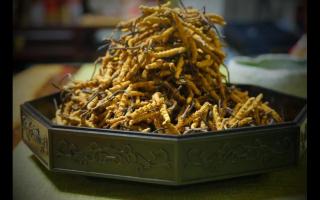 中醫教我們如何選購冬蟲夏草