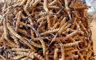春天養生宜用冬蟲夏草