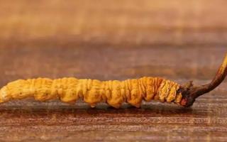 冬蟲(chóng)夏草是昆蟲(chóng)和植物的融合體？