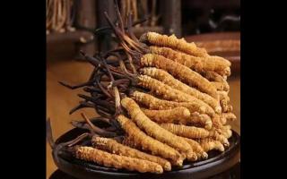 冬蟲夏草如何采挖？