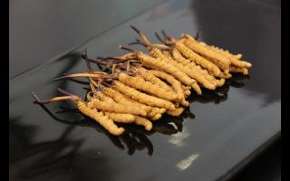 金蟬花能替代冬蟲夏草嗎？