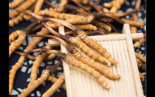 西藏那曲冬蟲夏草與其他蟲草區別