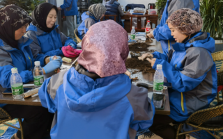 青海冬蟲(chóng)夏草干草價(jià)格每公斤同比上漲約3萬(wàn)元