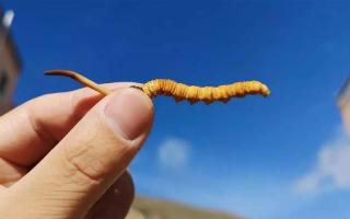 冬蟲(chóng)夏草比較好的保存方法是什么？