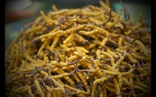 各個(gè)產(chǎn)地的冬蟲夏草都有何區(qū)別！