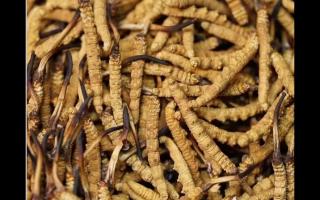 冬蟲夏草在冷凍的環境下保質期有幾年？