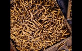 購(gòu)買冬蟲(chóng)夏草需注意的六大陷阱！