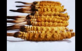 冬蟲夏草里為何會有斷草、牙簽草、癟草之類的！