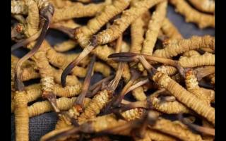 冬蟲夏草的專業術語都有哪些？