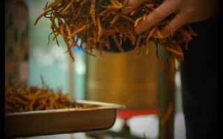 不同產(chǎn)地冬蟲夏草的價(jià)格差別大嗎？