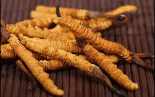 全國(guó)幾大冬蟲夏草產(chǎn)地揭秘，你知道幾個(gè)？