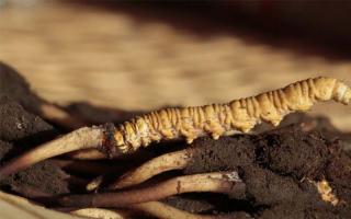 “北蟲草”當冬蟲夏草賣，一字之差需看清！