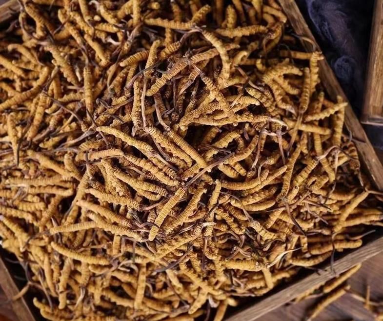 冬蟲(chóng)夏草和白蟲(chóng)草有什么區(qū)別？