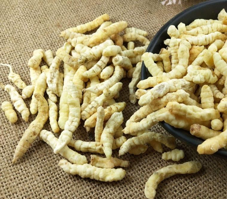 冬蟲(chóng)夏草和白蟲(chóng)草有什么區(qū)別？