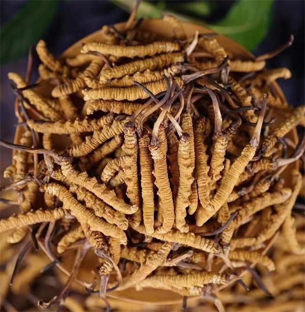 冬蟲夏草和西瓜子可以一起食用。冬蟲夏草被認為具有滋陰補腎、益氣養血的作用，而西瓜子富含蛋白質、脂肪、維生素B、鎂等營養物質，有助于促進消化、補充能量等。