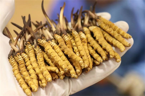 冬蟲夏草可調節神經 冬蟲夏草對神經有什么作用？