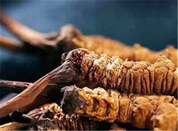 冬蟲(chóng)夏草什么時(shí)候吃最好？吃冬蟲(chóng)夏草最好的3個(gè)時(shí)間點(diǎn)