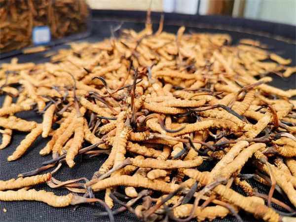 冬蟲夏草怎么辨別真假？指點辨別冬蟲夏草真假的方法