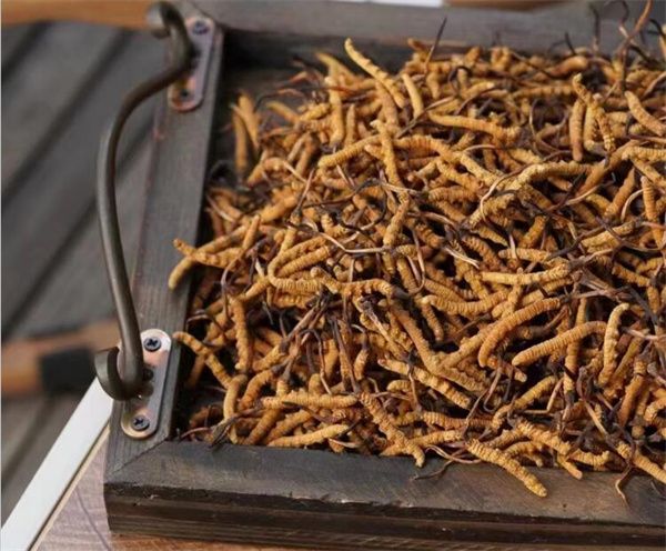 冬蟲夏草有效期 野生冬蟲夏草最長可保存數十年