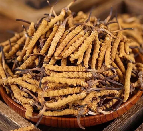 冬蟲(chóng)夏草哪里買正宗 購(gòu)買正宗的冬蟲(chóng)夏草的3種途徑