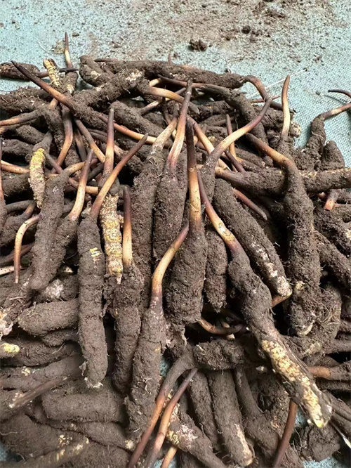 手術后能否食用冬蟲夏草？專家解答與術后康復建議