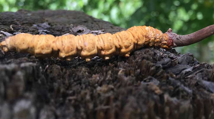 如何挑選優質的冬蟲夏草