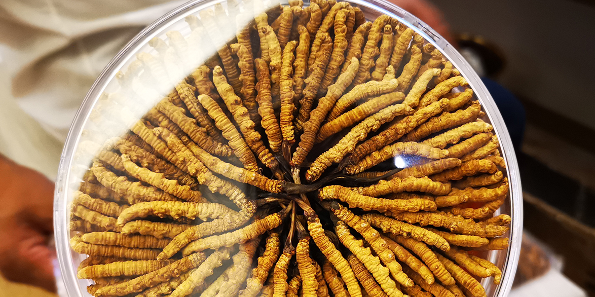 西藏那曲冬蟲(chóng)夏草的多樣吃法