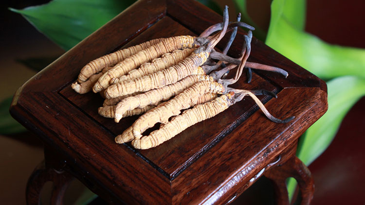 那曲野生蟲草和人工蟲草區別