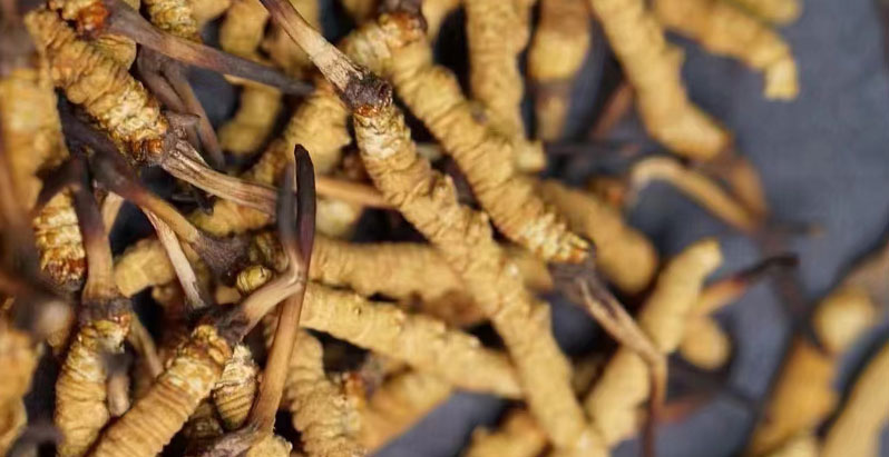如何辨別那曲冬蟲夏草的真偽