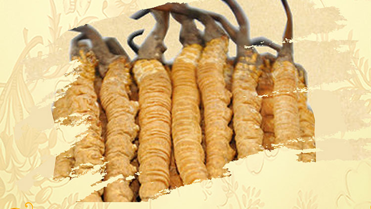 那曲蟲草買回家如何保存？這些小技巧要知道！